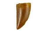 Serrated, Raptor Tooth - Real Dinosaur Tooth #115839-1